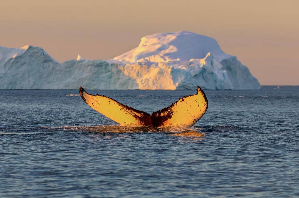Grönland - Fluke vom Buckelwal