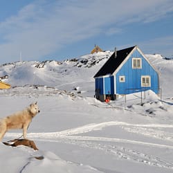 Grönland - Husky vor bunten Häusern